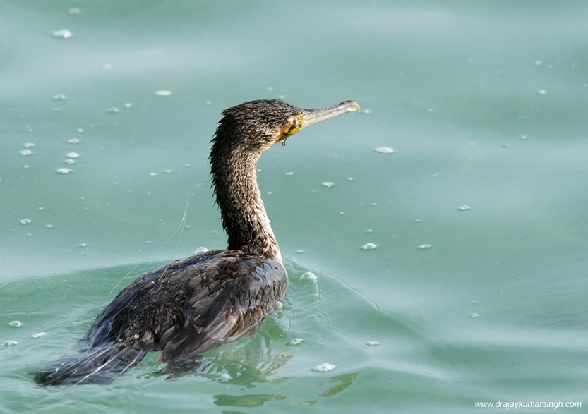 The Great Cormorant is a large black bird with long tail and yel